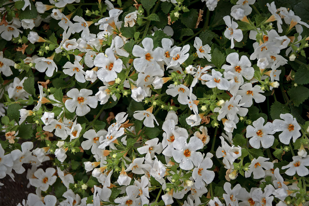 Bacopa Monnieri: et nyt håb i kampen mod Alzheimer?